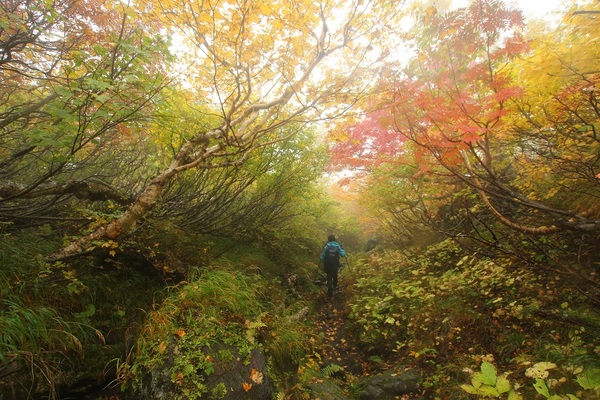 紅葉に包まれた登山道。うっすらと霧が立ち込め、幻想的な雰囲気が漂っている。（2017年9月撮影）