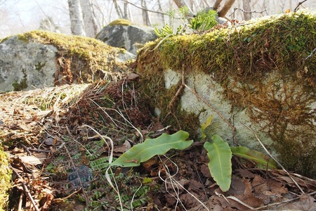 雪解けの岩場にて岩陰に生える植物（2018年4月撮影）