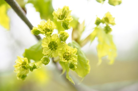 直径5mmほどの淡い黄緑色の花。花弁の先がわずかに凹んでいる花弁が5枚。葉の色と似ているので見逃しやすい。（2018年5月撮影）