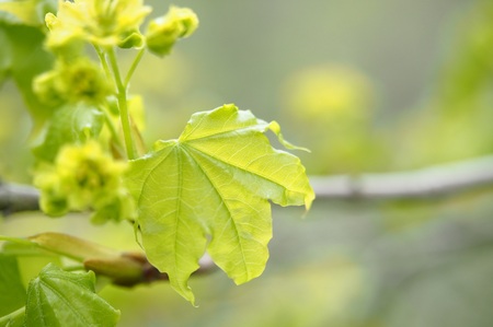 薄い黄緑色をしたイタヤカエデの若葉。手のひらの様な5つの突起が目立つ葉はまだ伸びきっておらず、萎れたような姿。（2018年5月撮影）