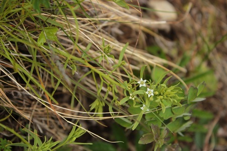 全体的に淡い緑色をしていて白い５つに裂けた花をつけるカマヤリソウ（2018年6月撮影）