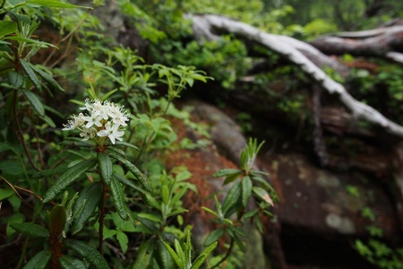 ハイマツ帯の下で白い小さな丸い花束の様に花をつけるイソツツジ（2018年7月撮影）