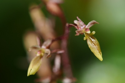 淡い茶色がかかった緑色したミヤマフタバランの花（2018年8月撮影）