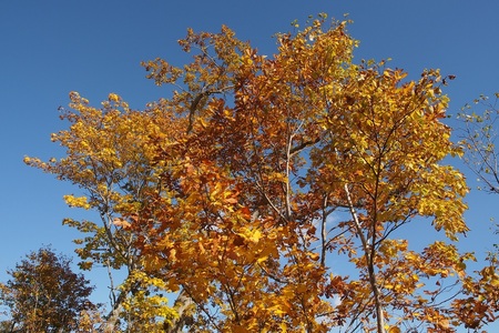 濃い黄色に染まったミズナラ、エゾイタヤ、オガラバナの葉（2018年10月撮影）