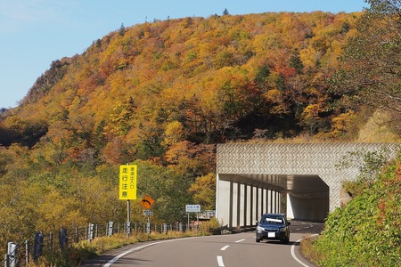 紅葉に包まれる知床横断道路（2018年10月）
