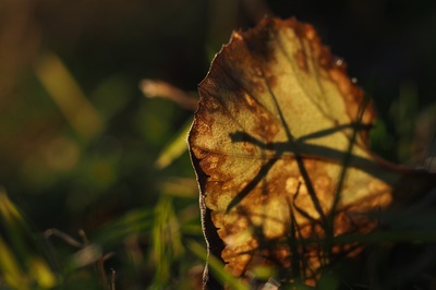 枯れ落ちたアキタブキの葉を朝日が染め上げる（2018年11月撮影）