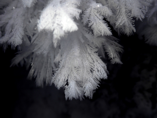 ひょうたん沼林道にて針葉樹の葉状に成長した霜の結晶
