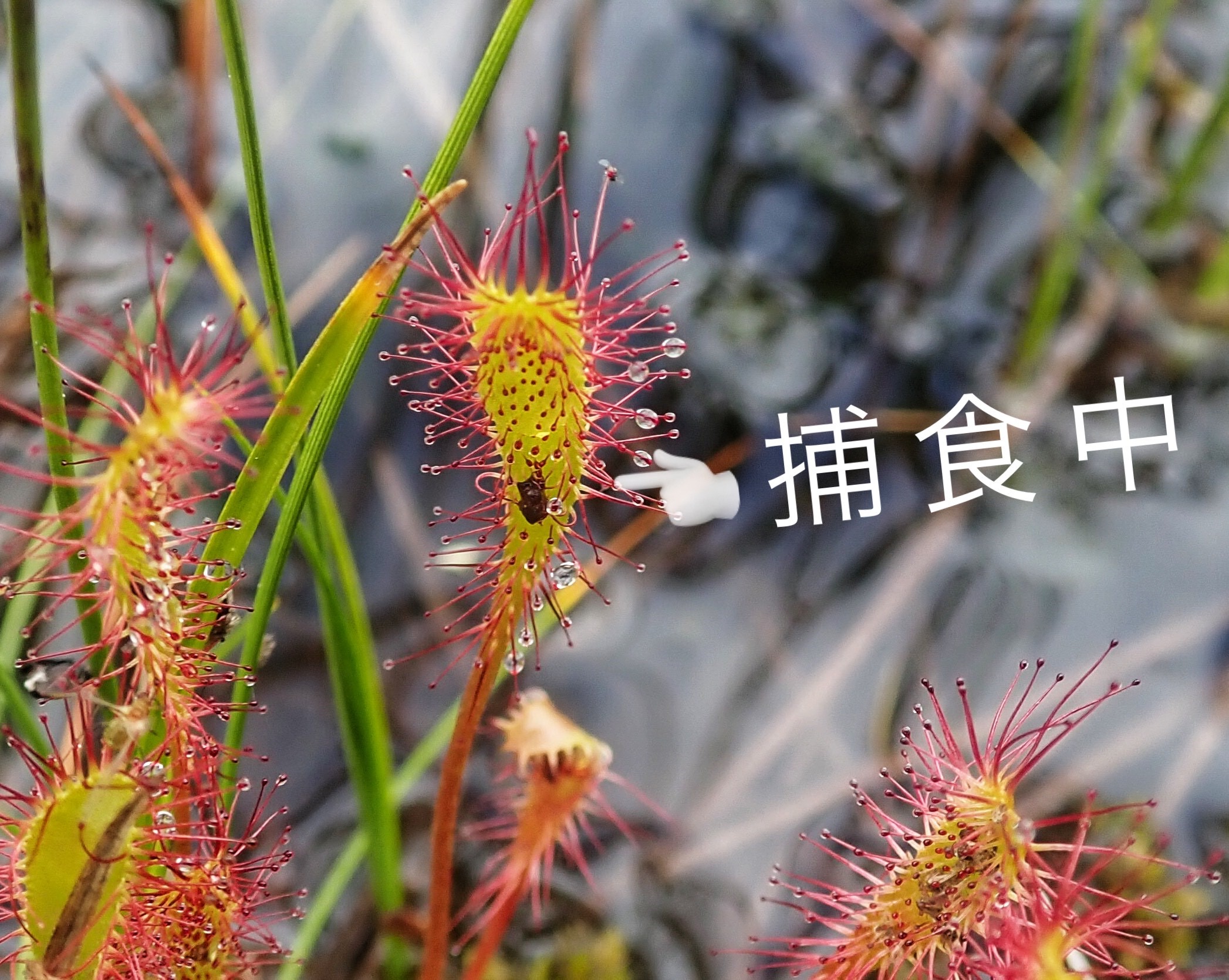 食虫植物 ナガバノモウセンゴケ 2株 サロベツ 北海道 大注目 北海道