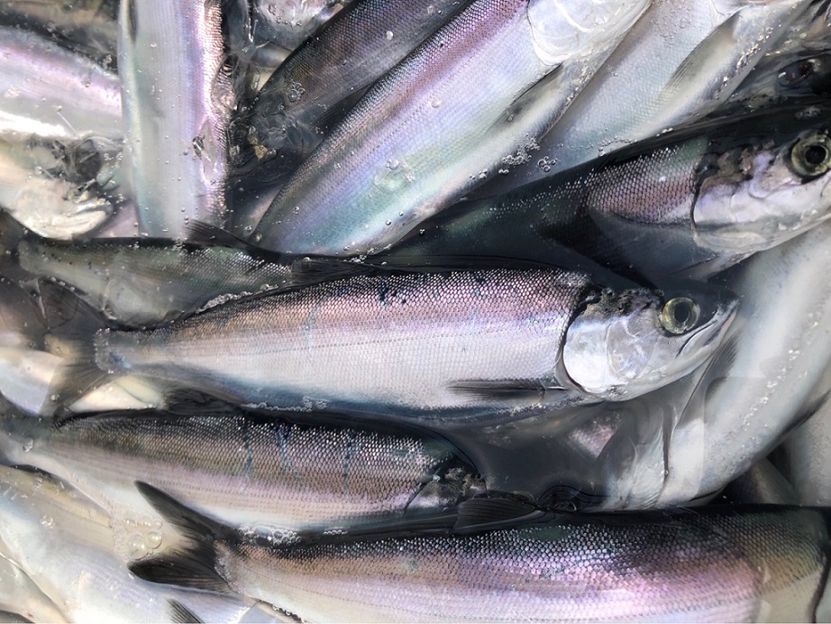 湖 ブログ 支笏 釣り