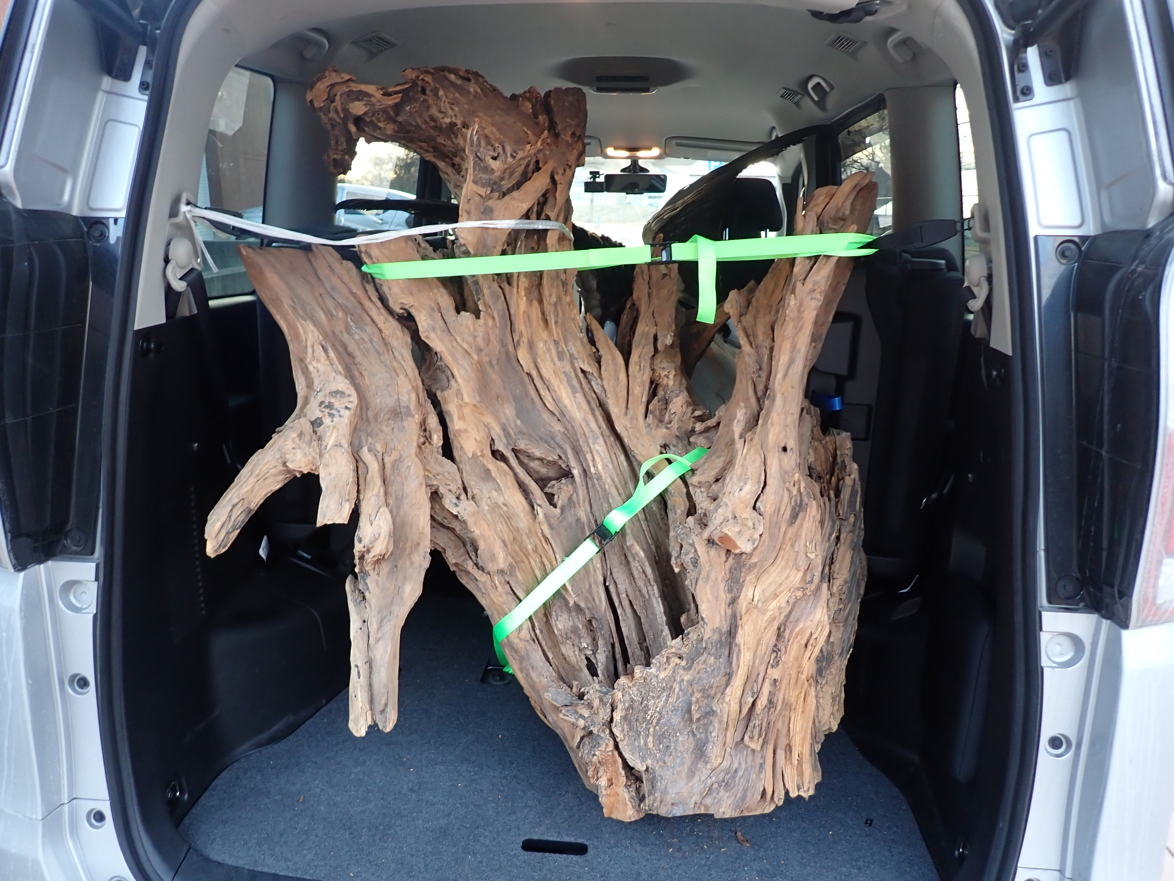 オオワシの剥製 | 北海道地方環境事務所 | 環境省