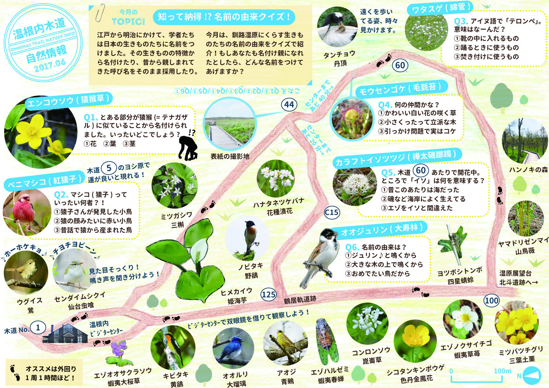 氷河期の生き残り、咲いてます。 | 北海道環境局 | 環境省