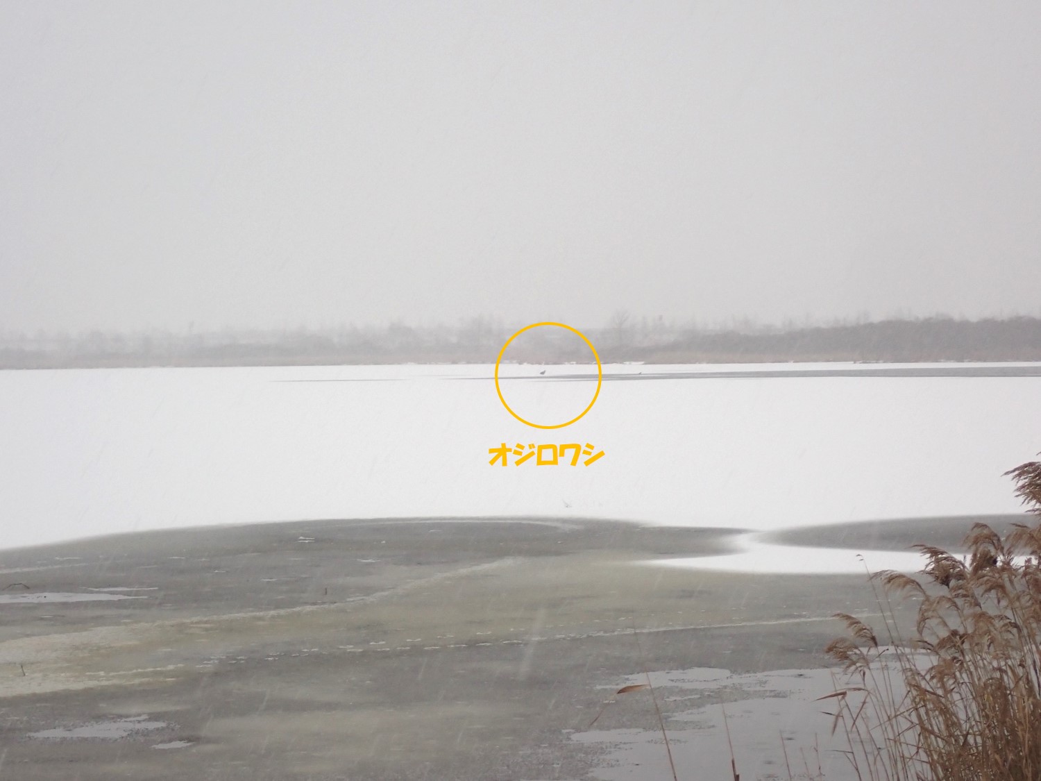 オオワシの剥製 | 北海道地方環境事務所 | 環境省