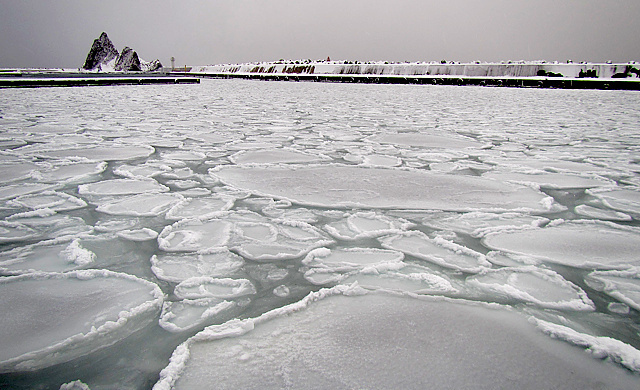 ウトロ港内の蓮氷
