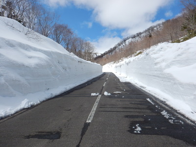 閉鎖中の知床横断道路の雪壁（2015年4月撮影）
