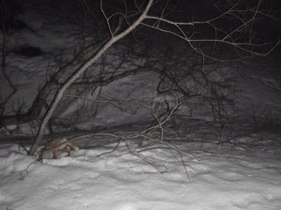 夜間、センサーカメラに映ったエゾキツネ