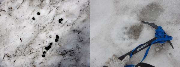 雪渓上で見られたヒグマの糞と足跡（2015年8月撮影）