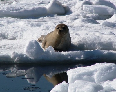 流氷上で休むゴマフアザラシ（2006年2月撮影）