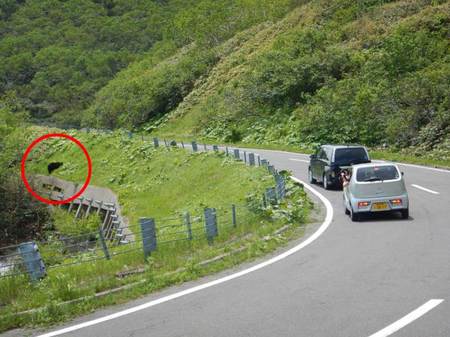 道路沿いに現れたヒグマ。車との距離は10mほど。（2016年7月撮影）