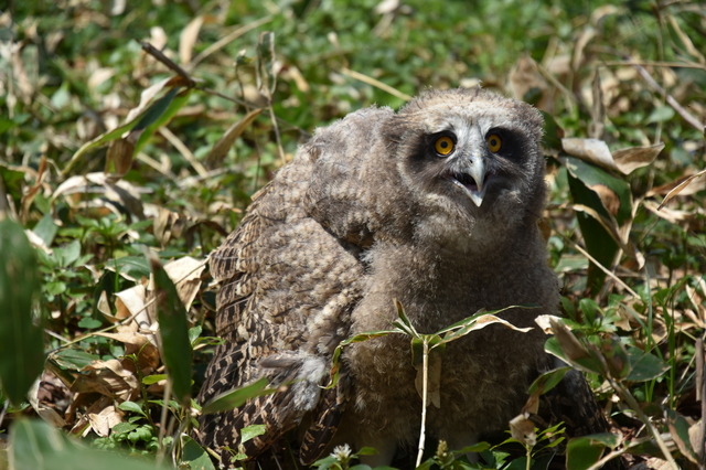 世界最大級のフクロウ！シマフクロウ調査結果報告 | 北海道地方環境