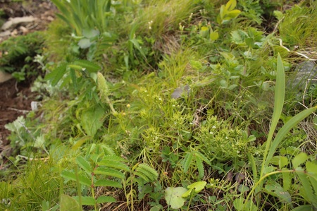 他の植物に囲われ、確認が難しいカマヤリソウ（2018年6月撮影）