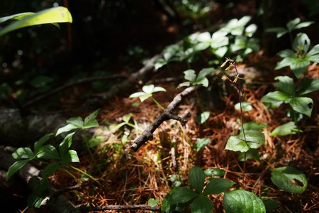 茶色い枯れたハイマツの葉が敷き詰められた地面の上で花を咲かせるミヤマフタバラン（2018年8月撮影）