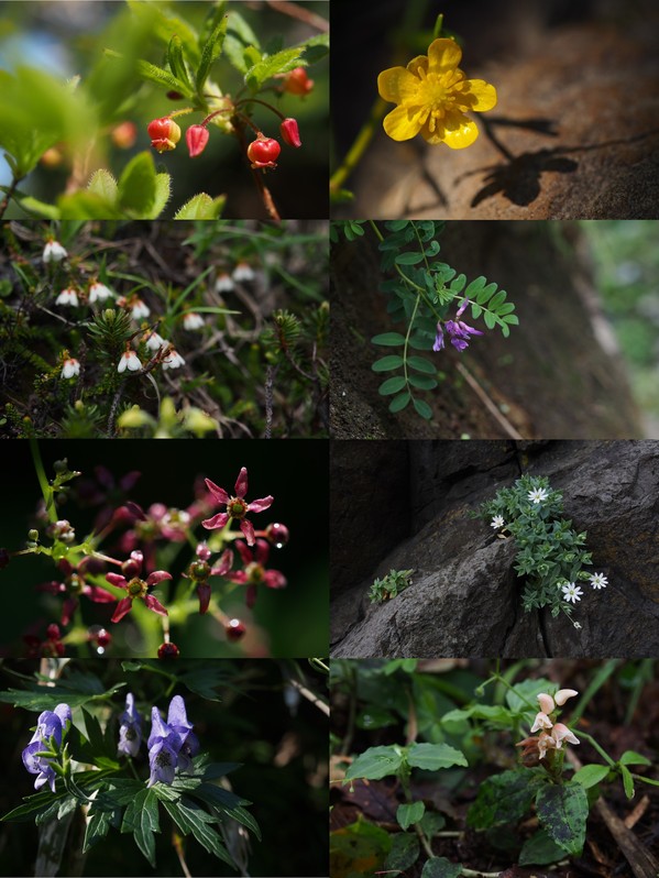 1年間知床半島を歩き回って見付けた色彩、形が様々な花たち（2018年4月-10月撮影）