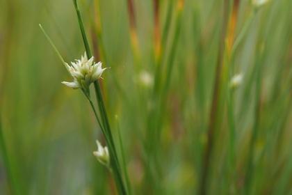 白い透明感のあるひし形をした種を花が咲くように生らせたミカヅキグサ（2019年8月撮影）