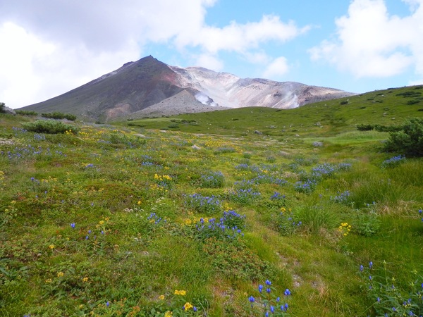 5年もの！太くて大きな【サボテン】360度！見事な花が咲きました！