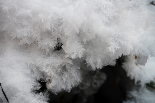 ひょうたん沼林道にて羽毛状に成長した霜の結晶