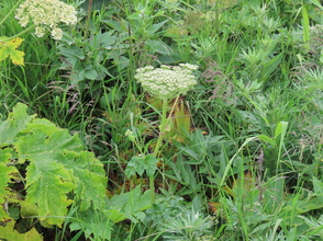 白い大きな花の植物の正体は？ | 北海道地方環境事務所 | 環境省