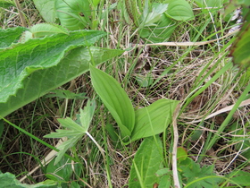 礼文のアイドル！レブンアツモリソウ | 北海道地方環境事務所 | 環境省