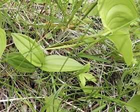 礼文のアイドル！レブンアツモリソウ | 北海道地方環境事務所 | 環境省
