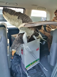 オオワシの剥製 | 北海道地方環境事務所 | 環境省
