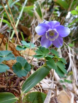 花が咲いている植物

自動的に生成された説明