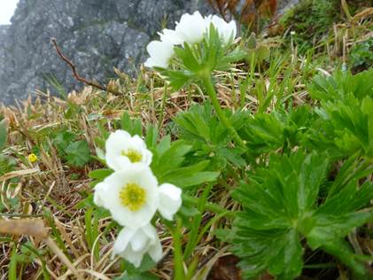花が咲いている植物

自動的に生成された説明