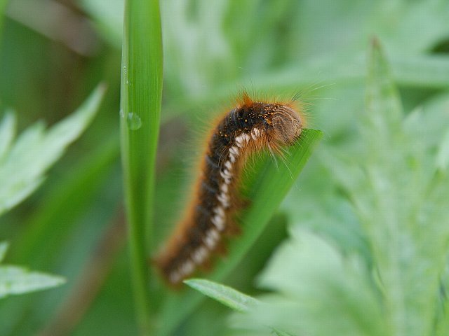 アクティブ レンジャー日記 北海道地区 蛾眉 美人 には虫がつく