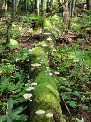 秋の森の探検 その２ けったいなキノコ 北海道地方環境事務所 環境省