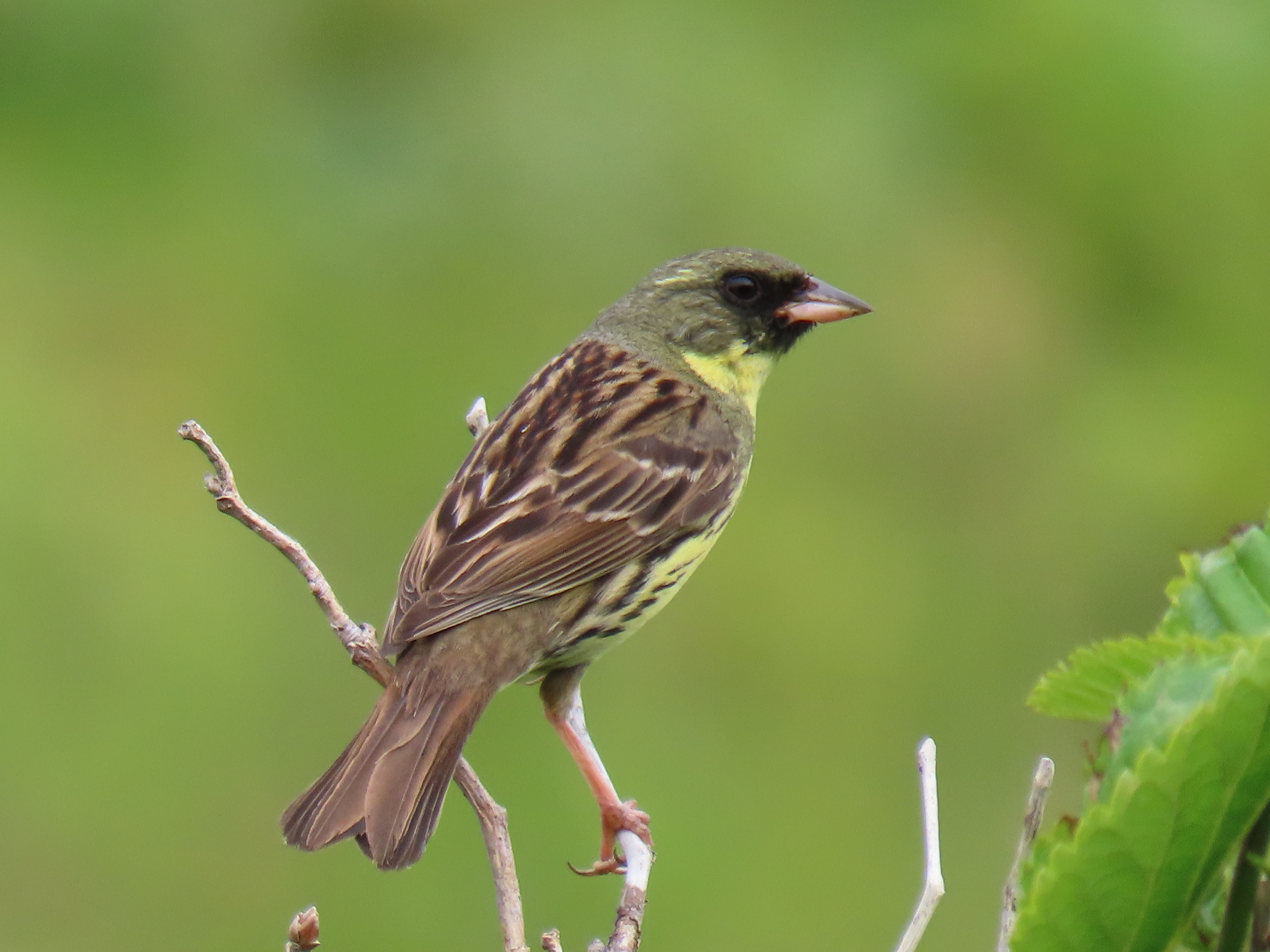 アクティブ・レンジャー日記 [北海道地区]_利尻礼文サロベツ国立公園