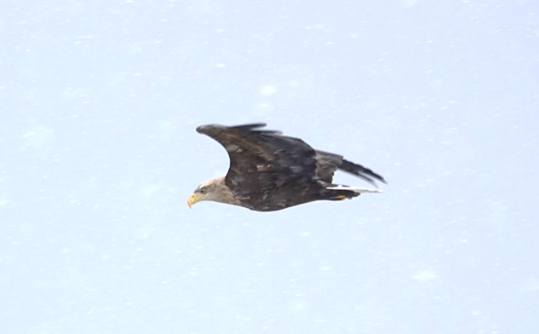 【冬の旅人】行ったつもりで北海道みやげ『竹根に佇む竹製のオジロワシ』☆超絶技巧☆ A cool summer view of Shiraito Falls! Shiraito Highland Way