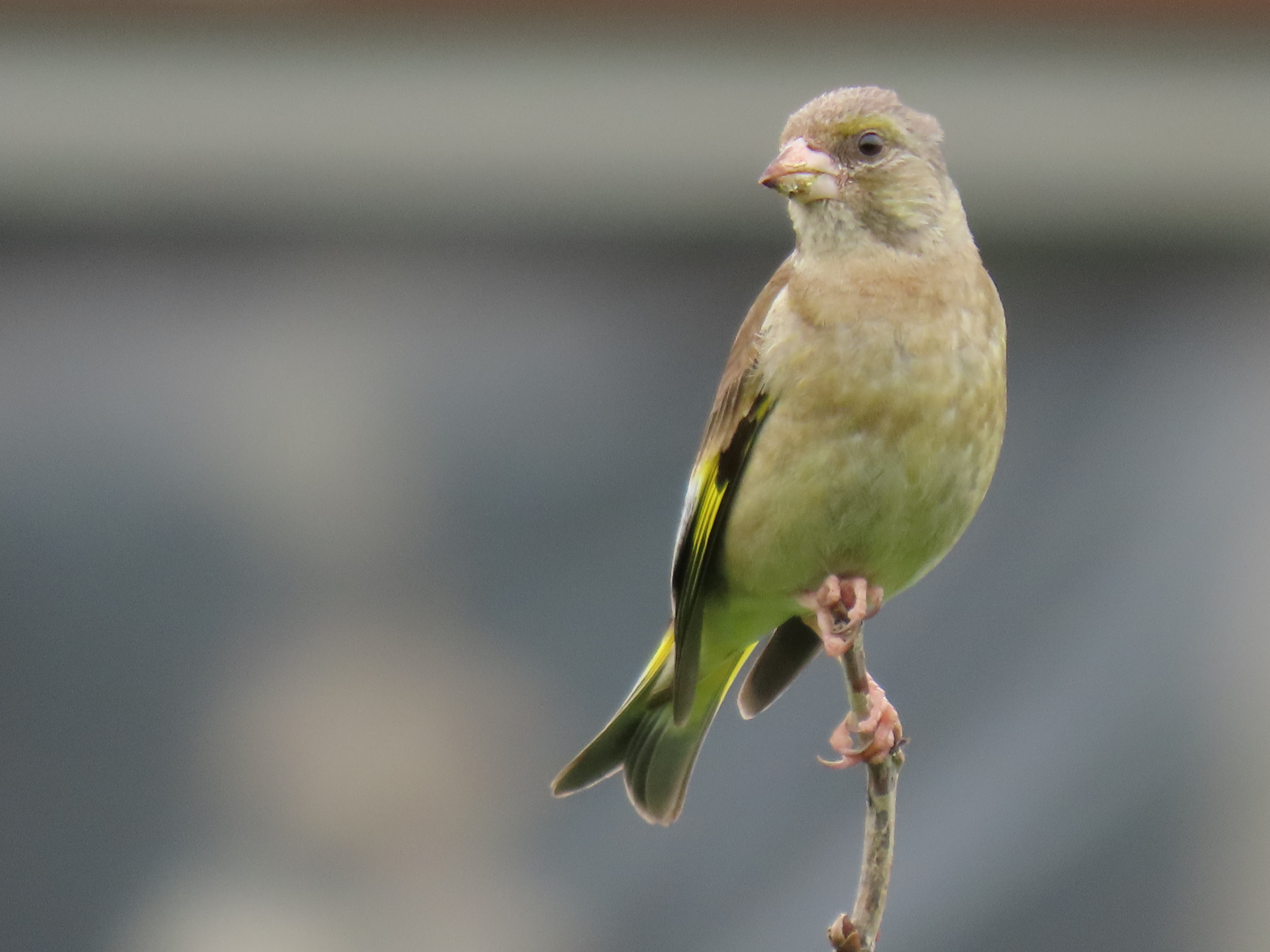 アクティブ・レンジャー日記 [北海道地区]_利尻礼文サロベツ国立公園