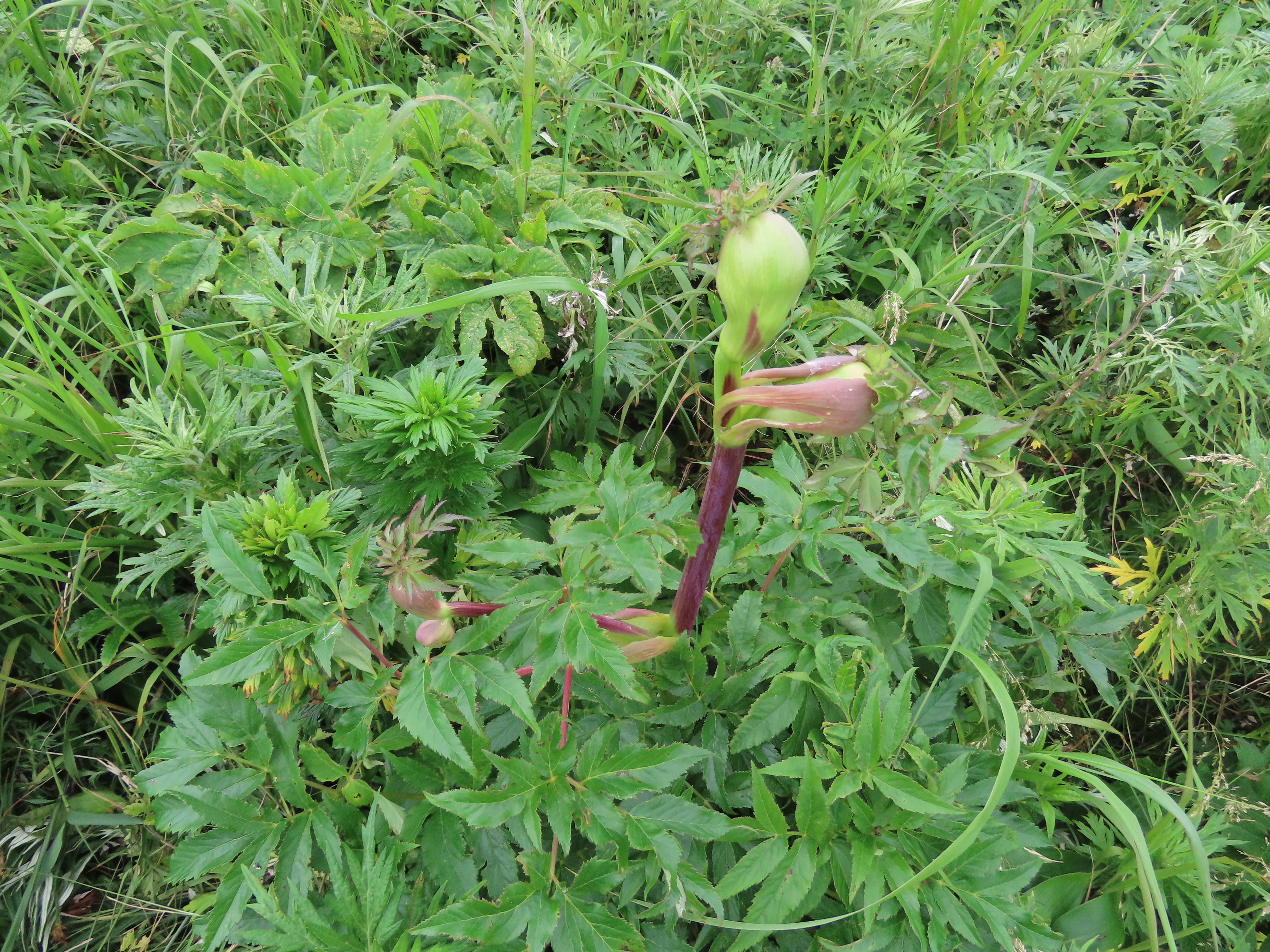 白い大きな花の植物の正体は...？ | 北海道地方環境事務所 | 環境省