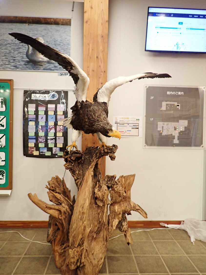 オオワシの剥製 | 北海道地方環境事務所 | 環境省