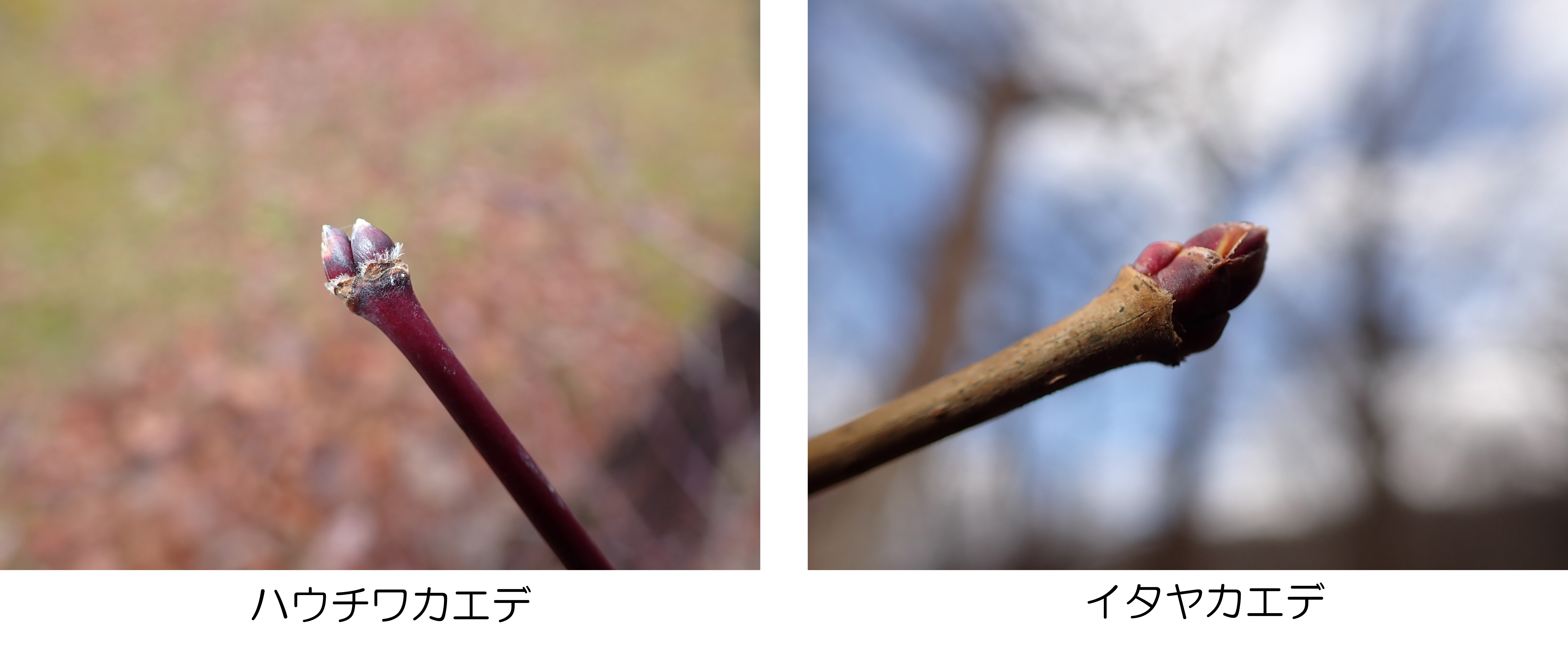 野鳥と冬芽の観察会 | 北海道地方環境事務所 | 環境省