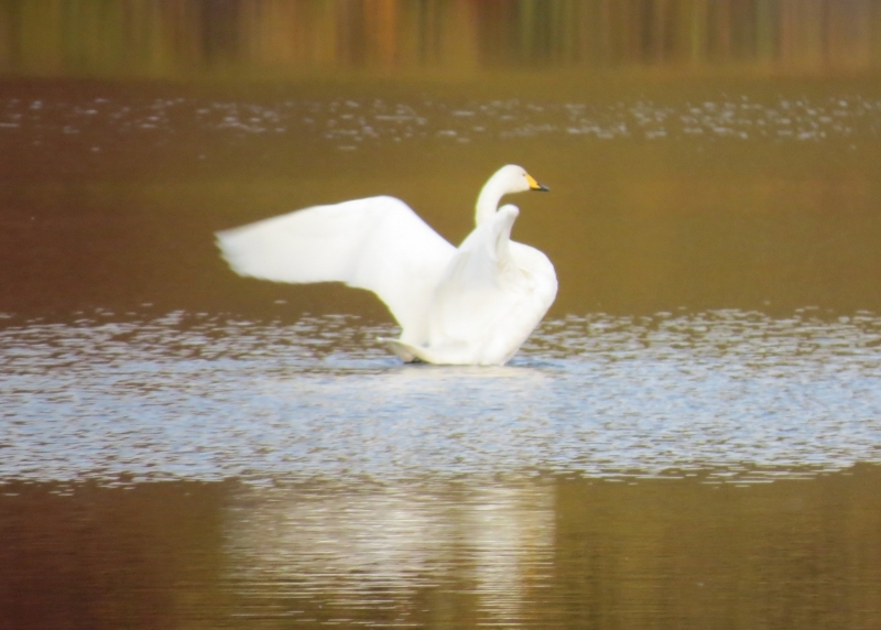 アクティブ・レンジャー日記 [北海道地区]_利尻礼文サロベツ国立公園