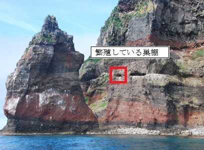写真１　ウミガラスが繁殖している赤岩対崖の繁殖巣棚の写真