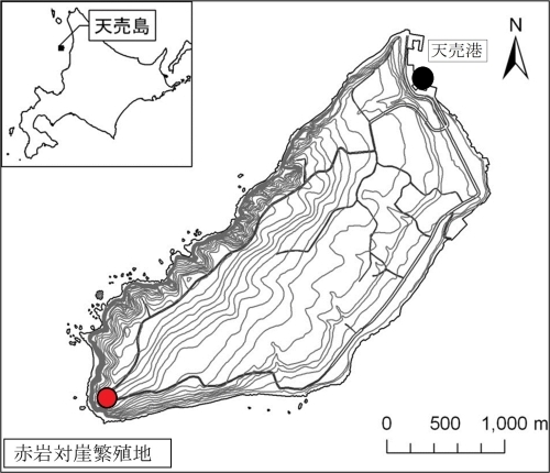 図２　ウミガラスが繁殖している赤岩対崖の位置 