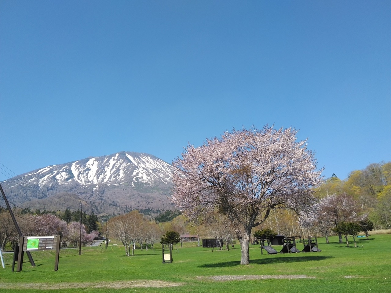 桜と羊蹄山