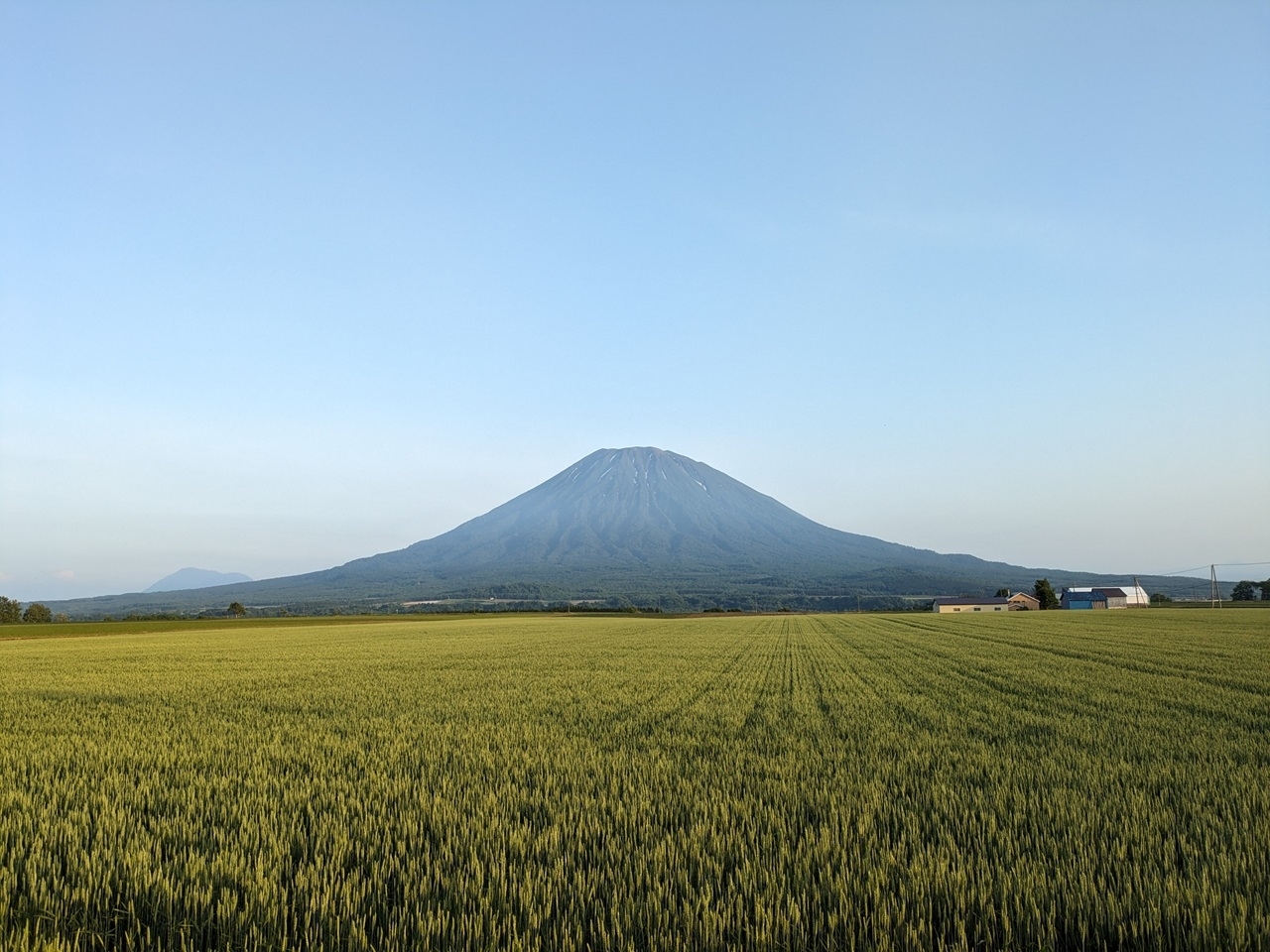 麦畑と羊蹄山