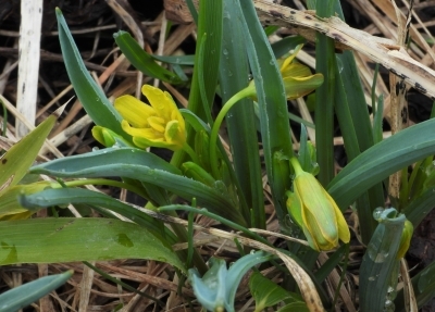 000310619
