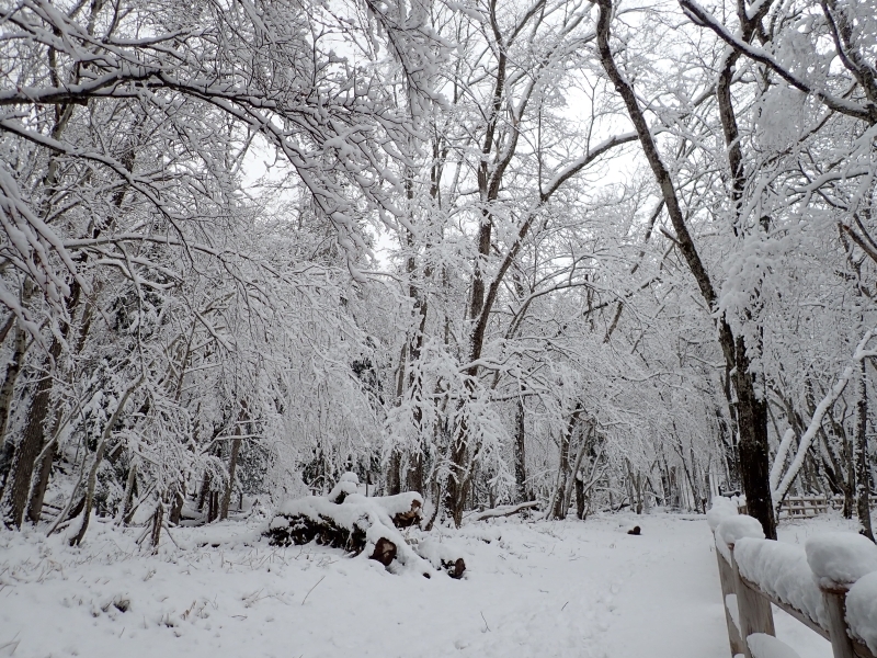 雪景色
